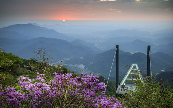 高山杜鹃、天空之阶.png
