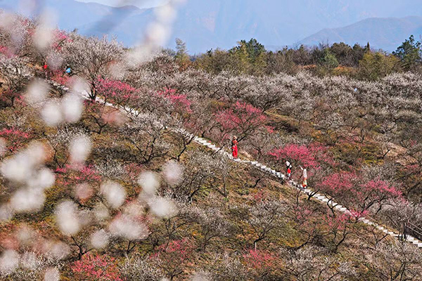 登山探梅.jpg