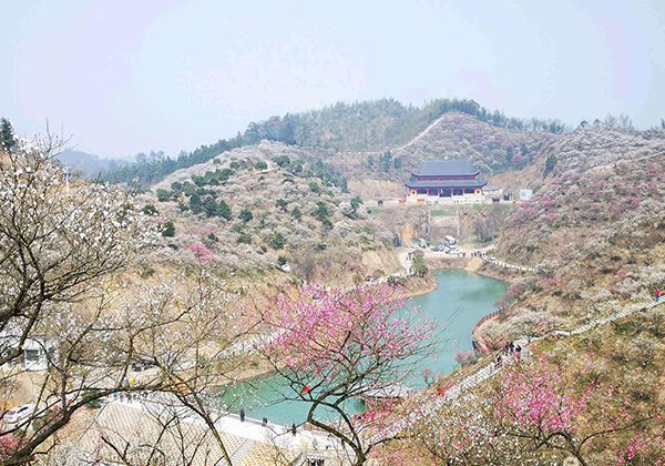 观花海.jpg