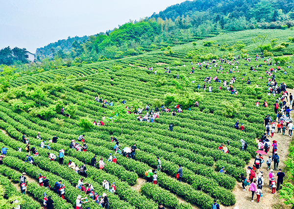 茶山采摘.jpg