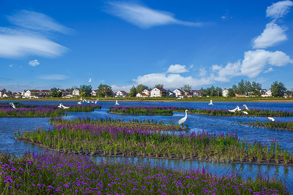 灌云县潮河湾景区（水生花卉）.jpg