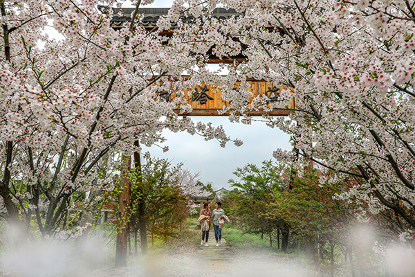 白塔花海.JPG