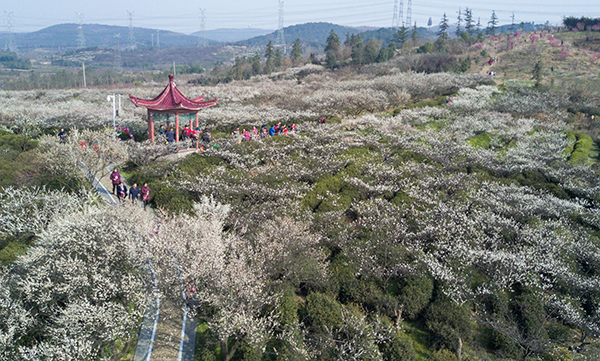 山花烂漫.jpg