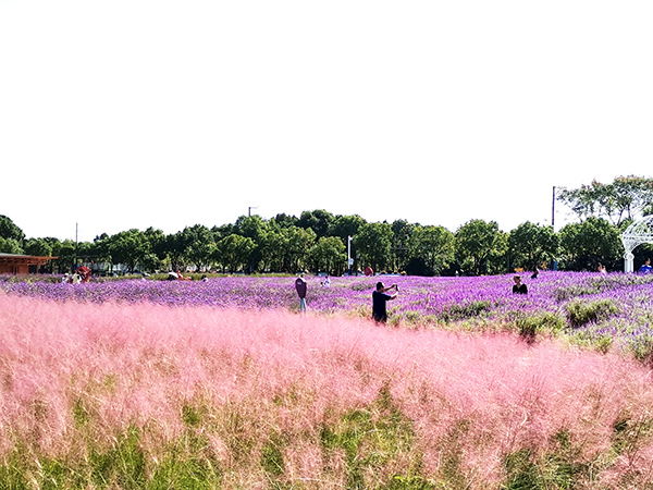 四级花海景观1.jpg