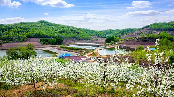 田园景观 果园梨花盛开图.jpg