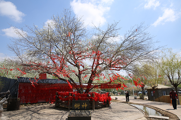 图片16吉林省吉林市富饶农场-百年梨树祈福.JPG