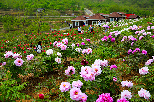 图片1：河北省迁西县花乡果巷现代农业园区牡丹花海.jpg