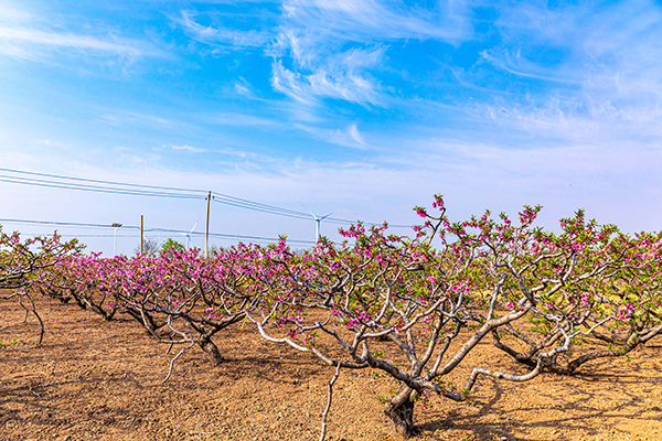 桃花园景 (4).jpg