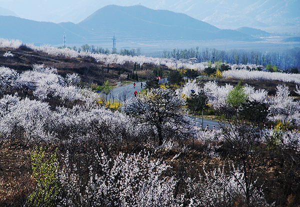 25 杏花全景.jpg