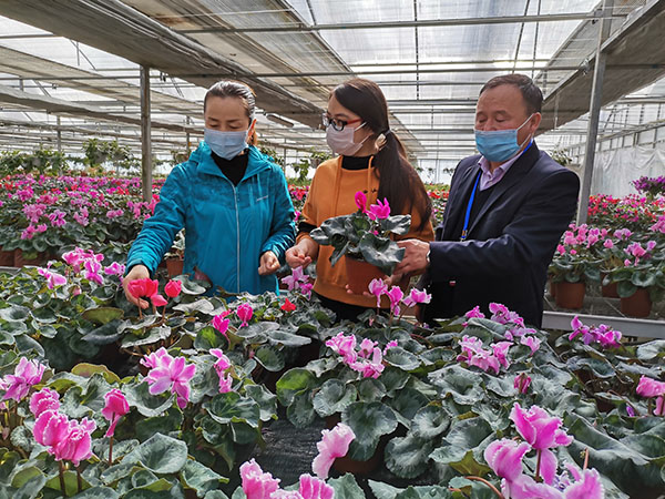 鲜花种植.jpg