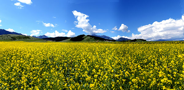 花海景观.jpg