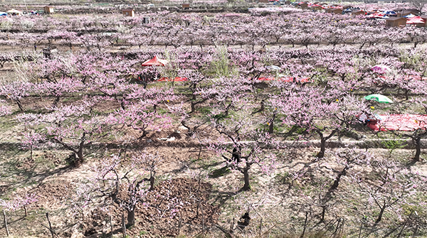 3.桃花源景区航拍图.png