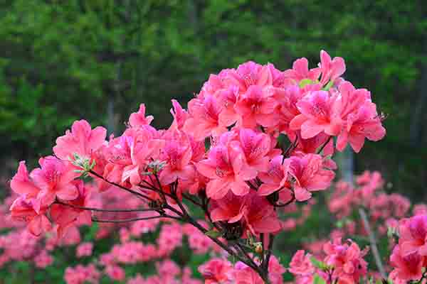 西泰山杜鹃花2.JPG