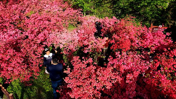 西泰山杜鹃花3.jpg