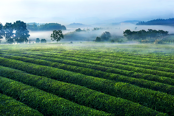 1.南昌县凤凰沟景区茶海风光.jpg