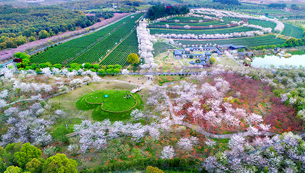 3.南昌县凤凰沟景区春季樱花谷.jpg