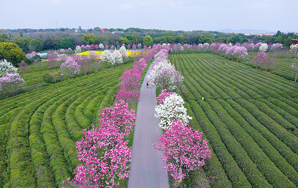 7、南昌县凤凰沟景区玉兰大道.jpg