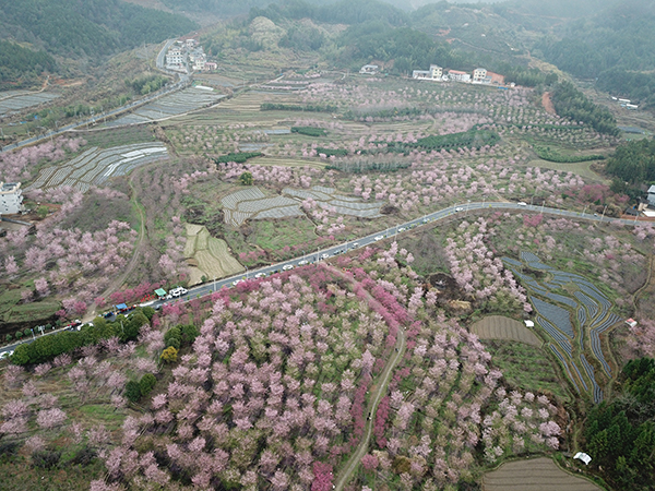图片6：尧禄村樱花园航拍图.jpg