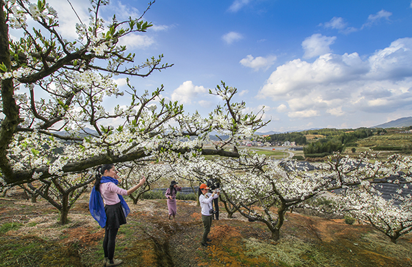 图片18：游客观赏李花美景.jpg