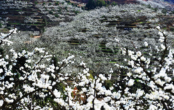 图片21：东留镇黄坊村芙蓉李花盛开美景.JPG