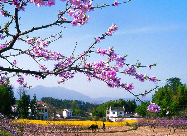 图片3：五里 桃花油菜花.jpg