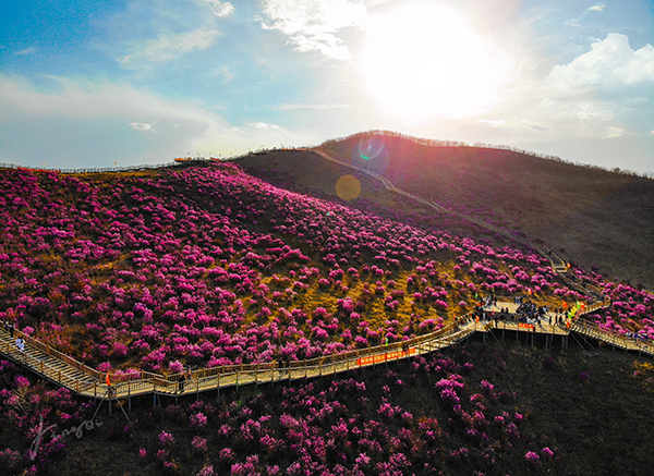 翠屏山映山红生态公园.jpg
