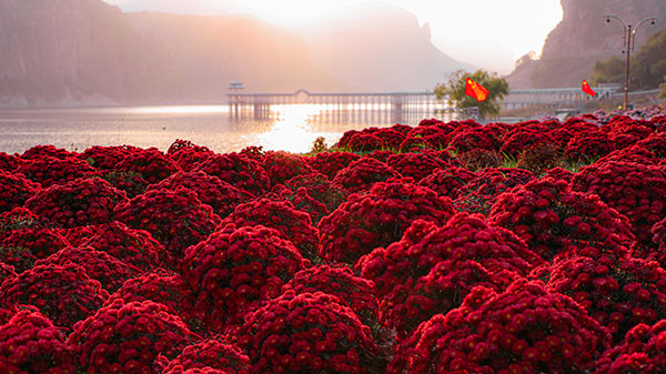 图片12：河北省沙河市秦王湖南山花海.jpg