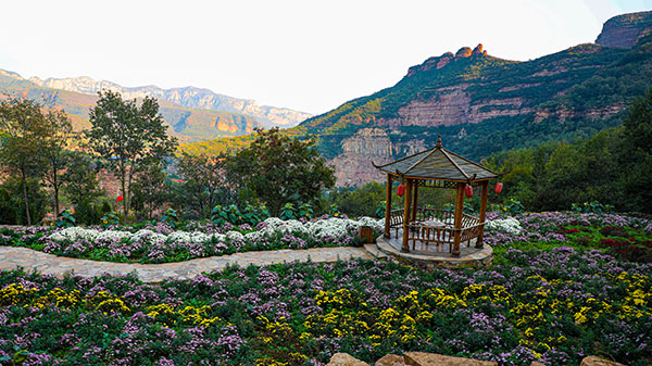图片13：河北省沙河市秦王湖花海风景.jpg
