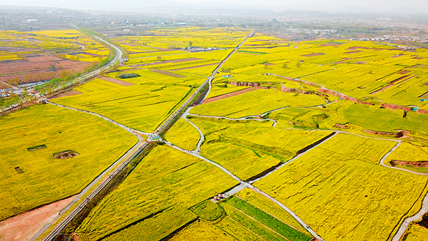 图片29：沙河市红薯岭油菜花田风光.jpg