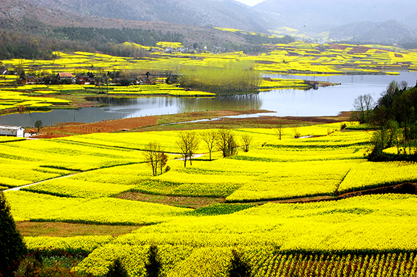 陈村花海1.jpg