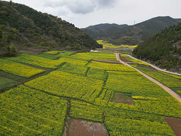 油菜花海2.jpg
