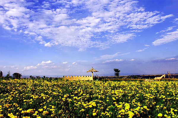 陵辉村花海1.jpg