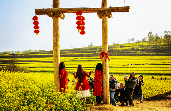 陵辉村油菜花海1.png