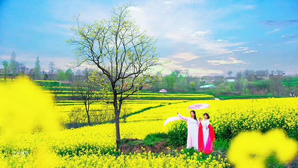 陵辉村油菜花海2.jpg