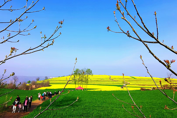陵辉村油菜花海3.jpg