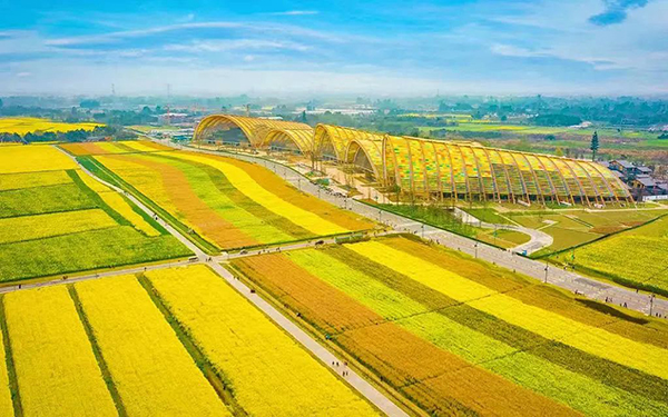 图片6：七彩油菜花.jpg
