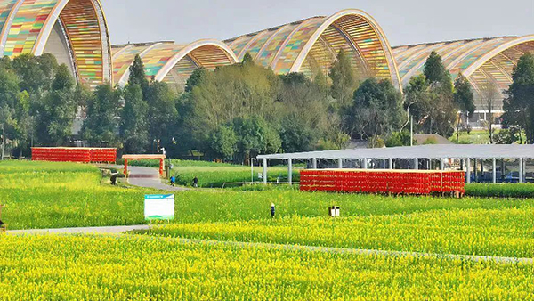 图片10：油菜花.jpg