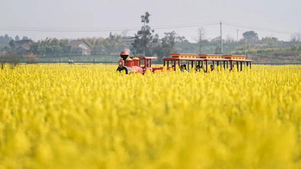 图片14：火车油菜花.jpg