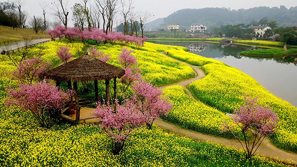 3云林天乡图片4-油菜花风景.png