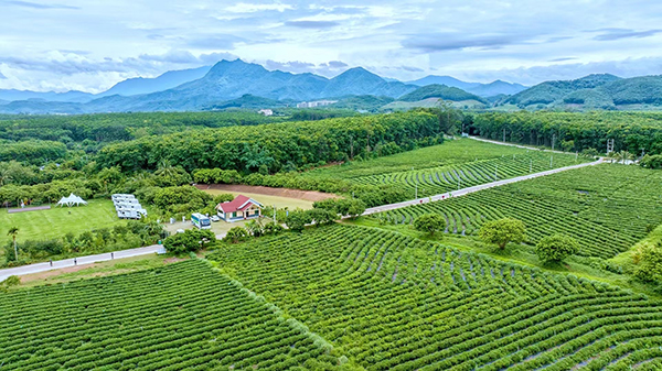 五里路：成片茶园.jpg