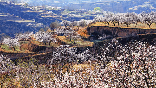 图片3漫山遍野.jpg