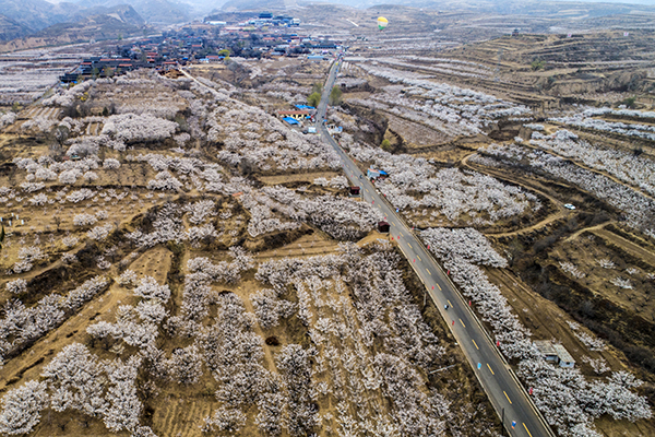 图片1 ：杏林花海全景.jpg