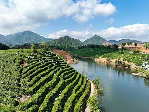 茶园风光.jpg