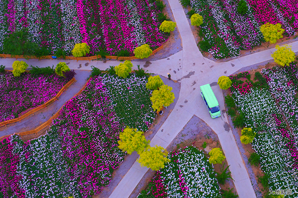 狼牙山花海3.jpg