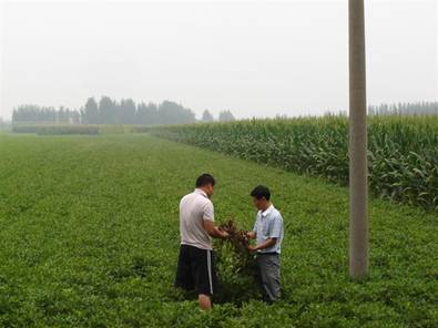 青岛平度市种子管理站帮助联系户搞好作物后期