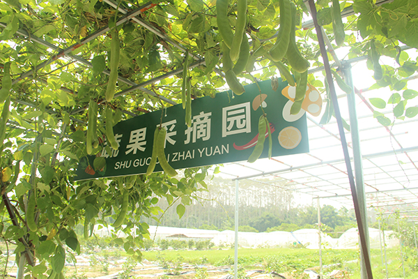 4-瓜果采摘.JPG