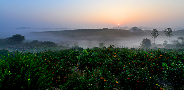 柑橘公园晨景.jpg