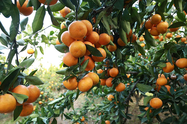 漳河蜜橘种植基地1.png