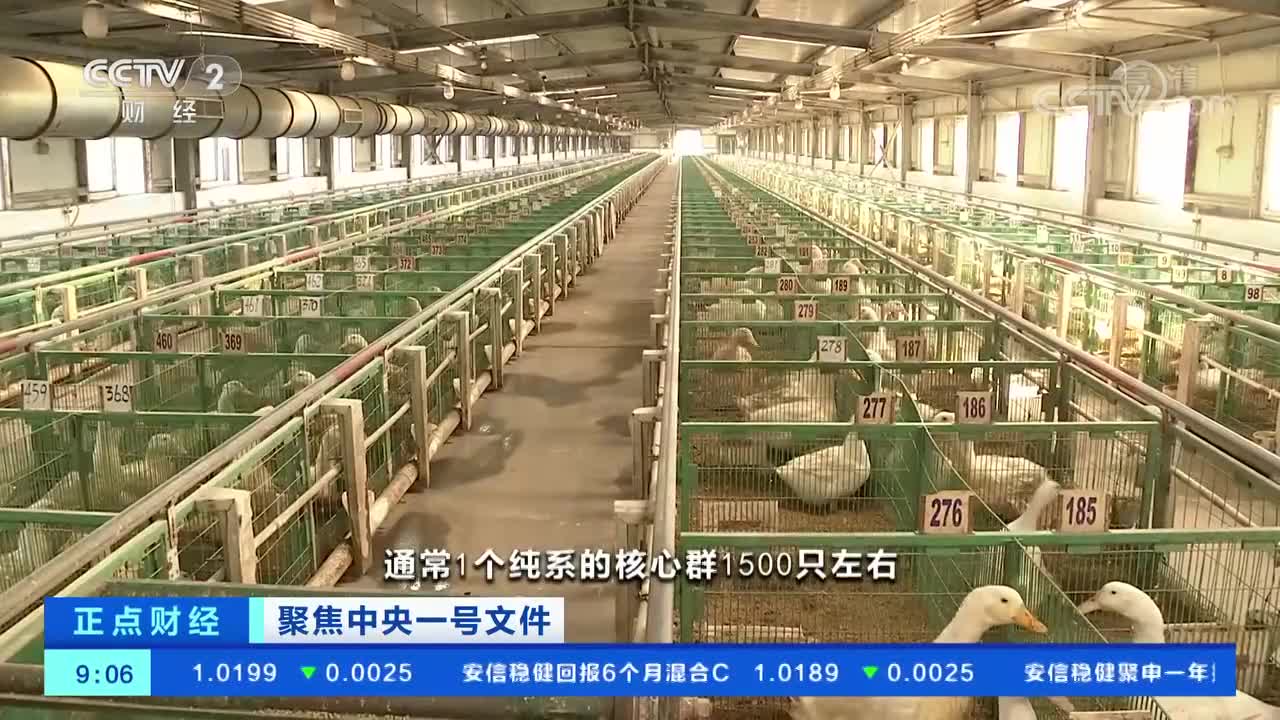 聚焦中央一号文件 我国将实施《全国水禽遗传改良计划》.jpg