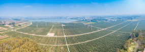 特色-丰县农业农村局-20210719-封面图.jpg